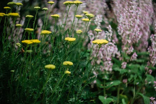 Kostnadsfri bild av anläggning, blommor, närbild