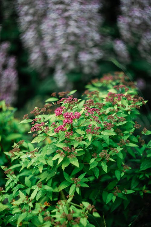 Close-up of Japanese Meadowsweet