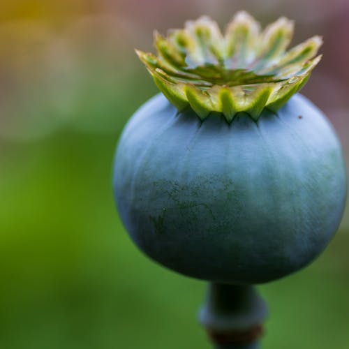 Kostnadsfri bild av flora, grön, knopp