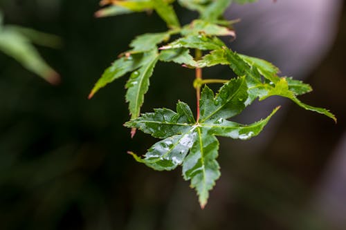 Foto profissional grátis de ecológico, fechar-se, folhas