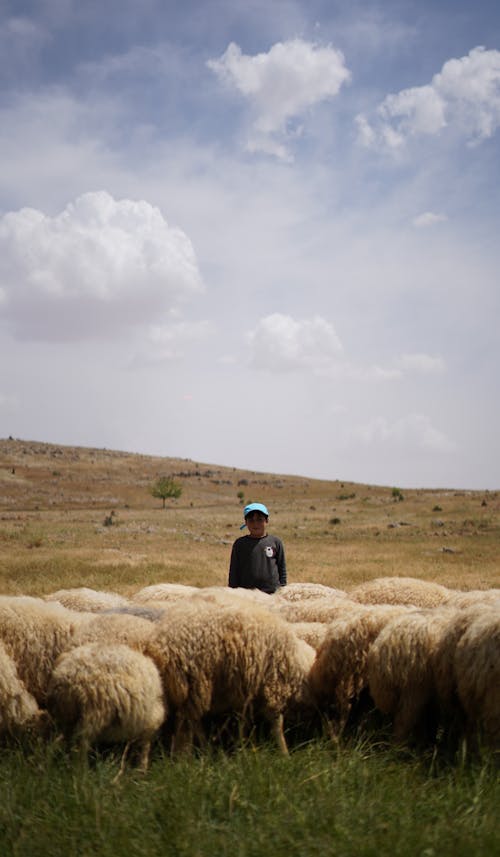 Boy Standing with Flock of Sheep on Pasture