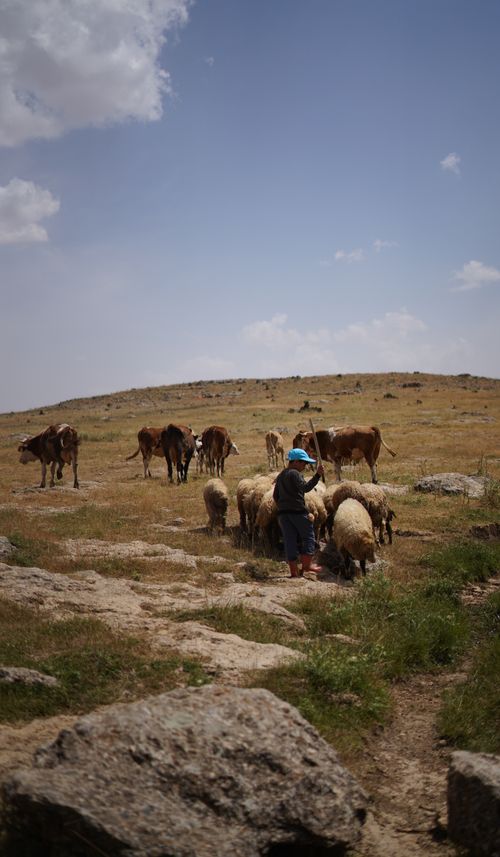 Free A young boy herds sheep and cattle on a sunlit grassland hill under a blue sky. Stock Photo