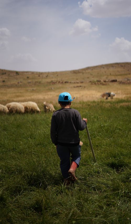 Free A young boy walks through a grassy field herding sheep on a rural farm. Stock Photo