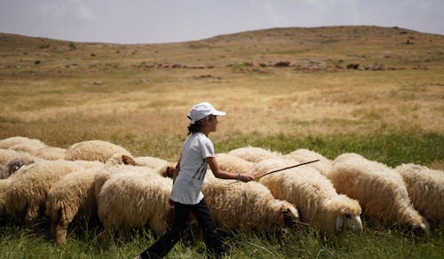 Little Boy with Sheep on a Field