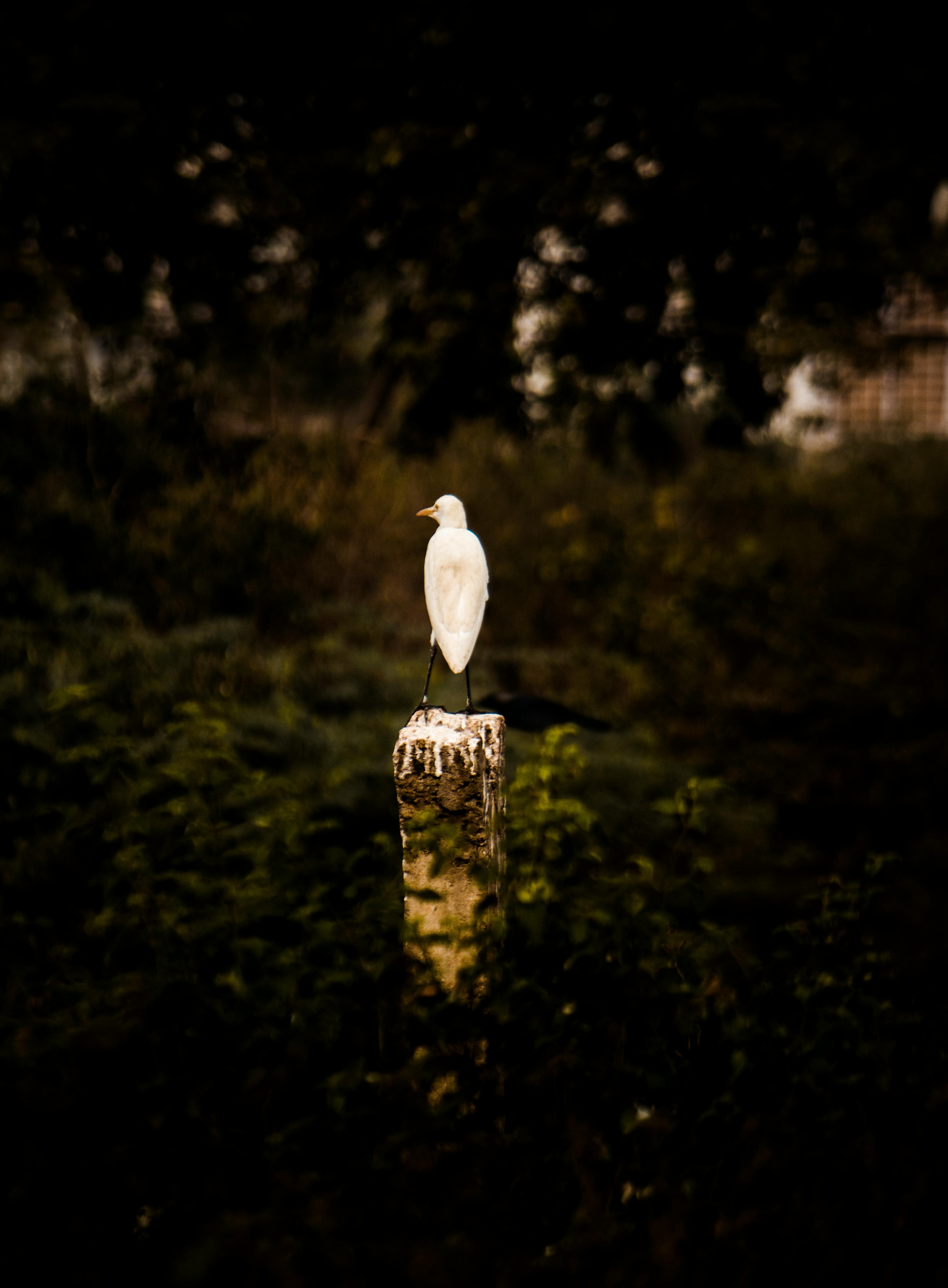 Free Stock Photo Of 4k Wallpaper Animal Portrait Bird Watching