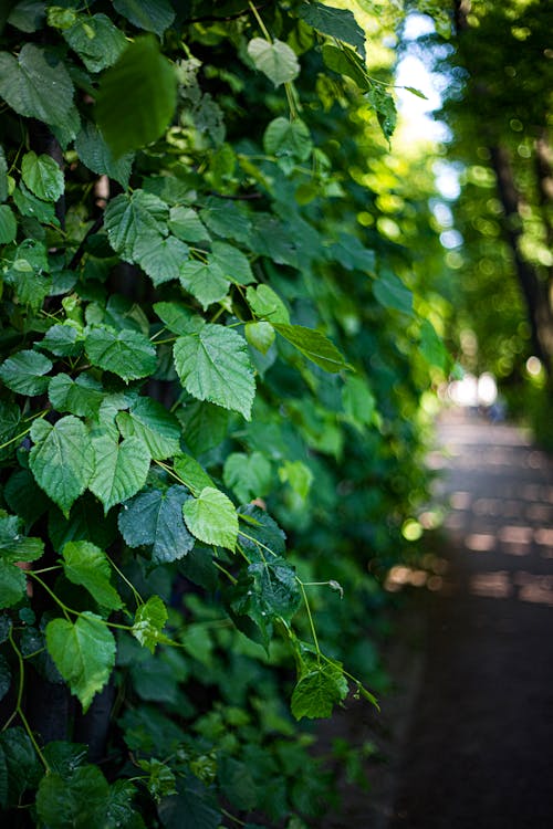 Green Vine Leaves on the Hedge