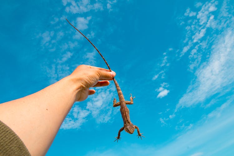 Person Holding Brown Lizard