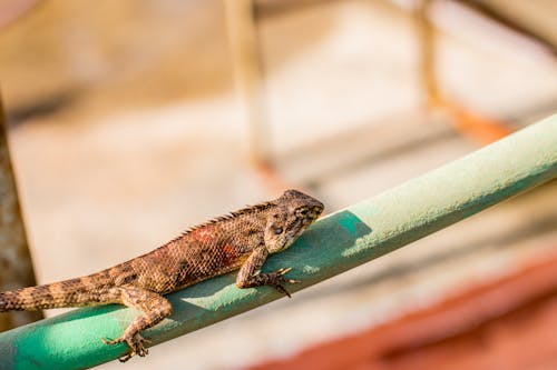 Ingyenes stockfotó állat, egzotikus, gyík témában