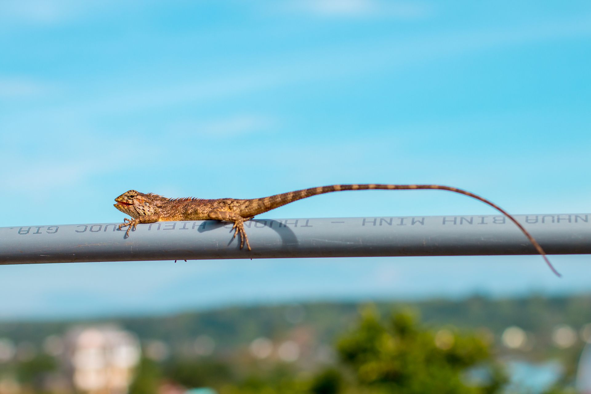 Brown Lizard Crawling On Coated Wire