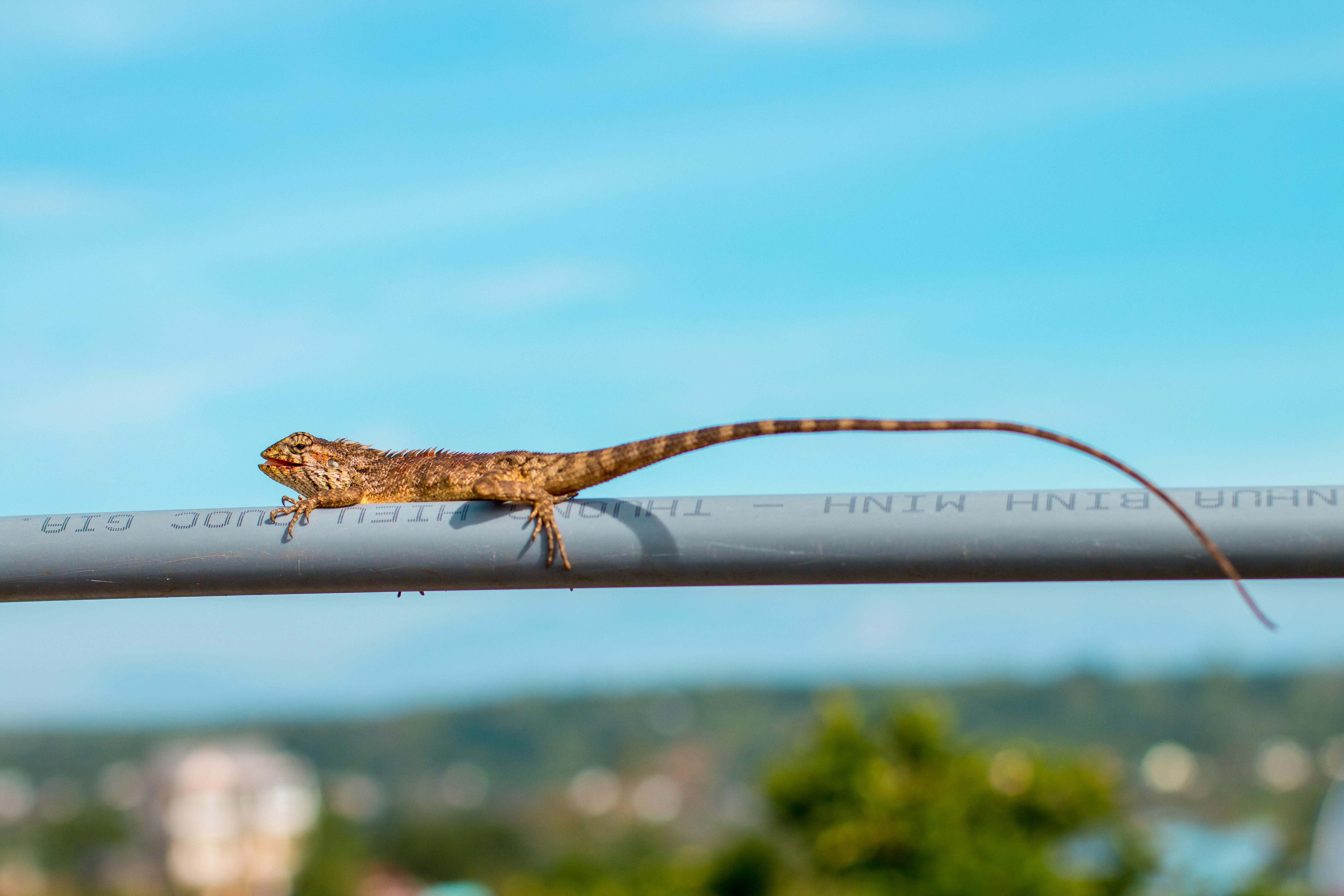 lizard rock crawler