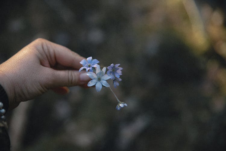 Close-up Of Woman Holding Tiny Blue Flowers