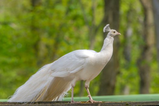 peacock photo