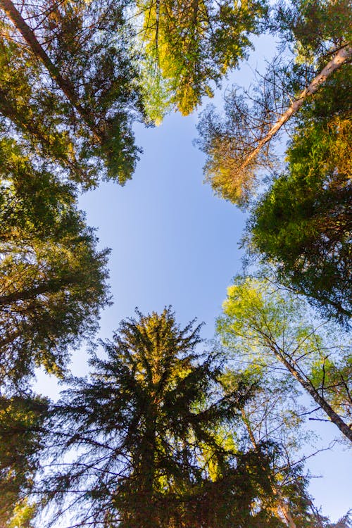 Free Evergreen Trees in Park Stock Photo