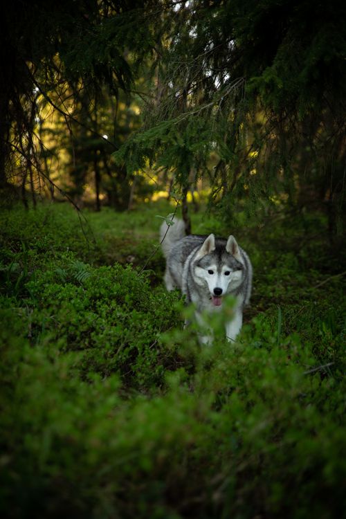Free Siberian Husky exploring a lush green forest during summer, capturing a serene nature moment. Stock Photo