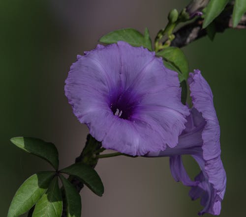 Základová fotografie zdarma na téma @ venku, botanická zahrada, fialová