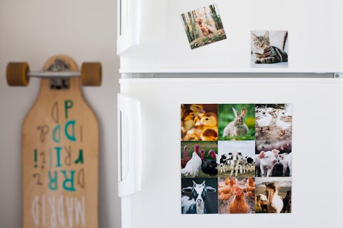 Pictures of Animals on Fridge