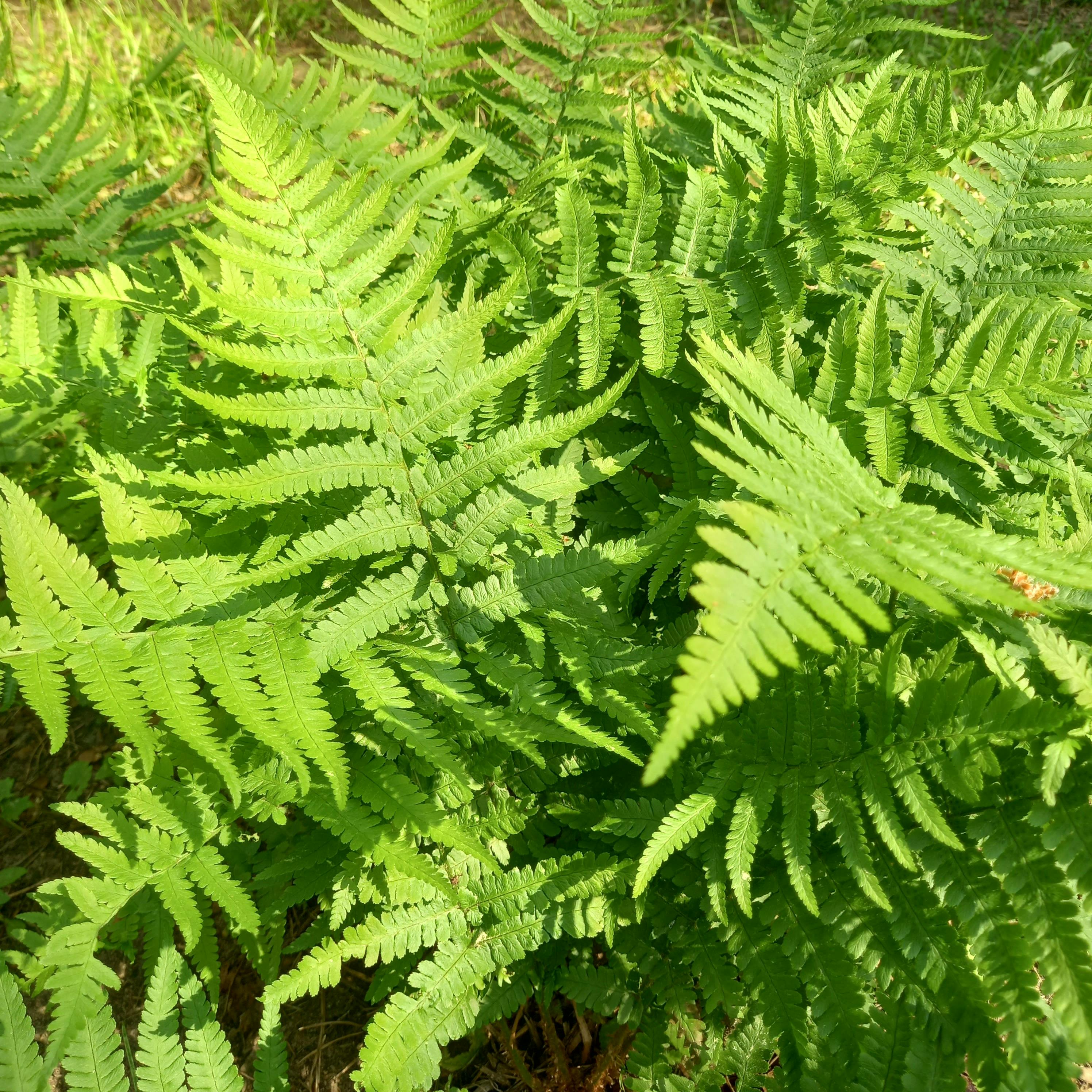 Desert Buggy Dubai Abenteuer in den roten Dünen mit einem erfahrenen Fahrer am Steuer, bereit für den Nervenkitzel.