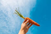 特写镜头中，一只手在明亮的蓝天下握着一根新鲜胡萝卜，展现了天然农产品的魅力