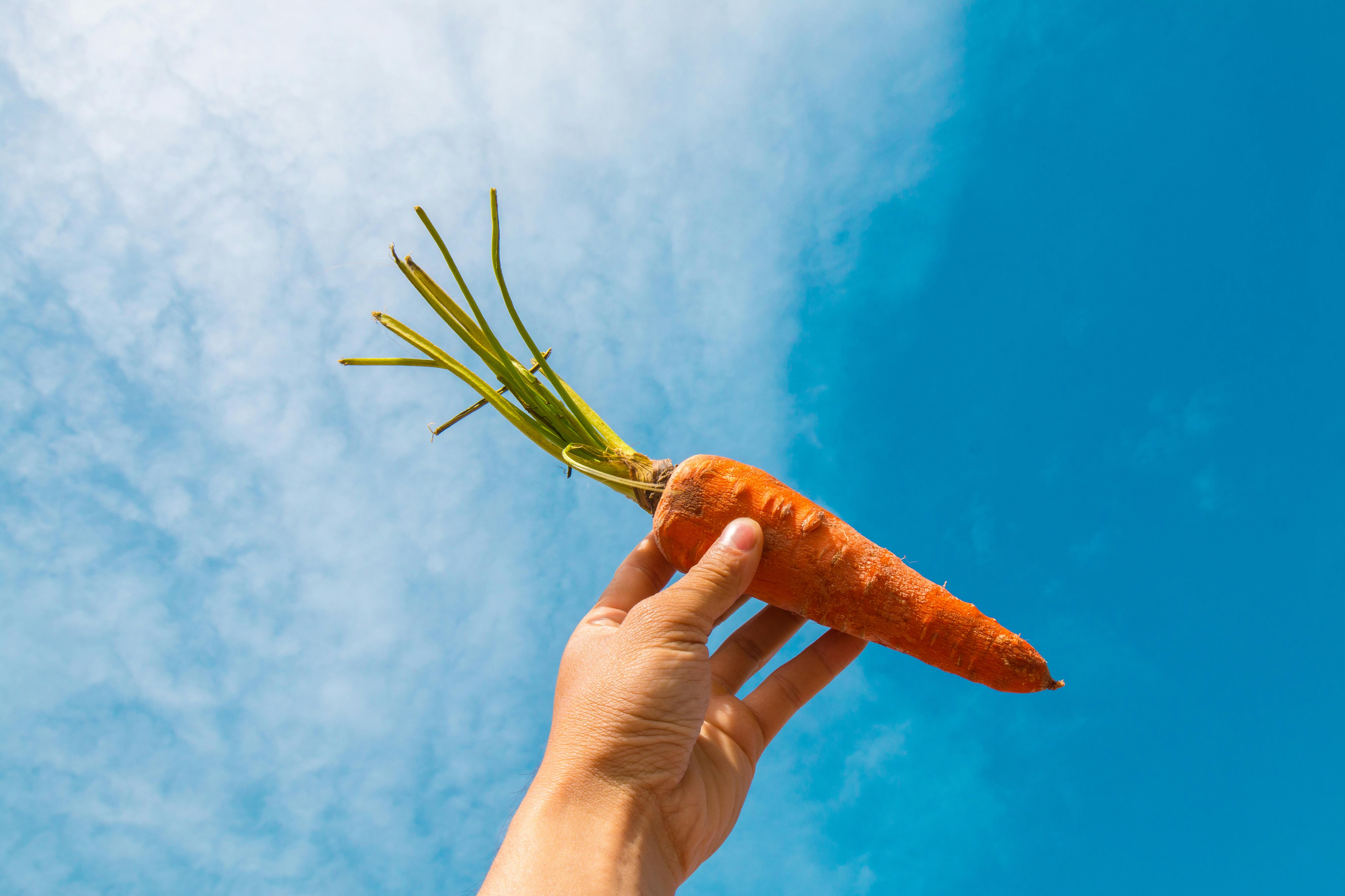 Orange Carrot · Free Stock Photo