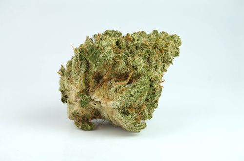 Free White Widow - Abraxas Stock Photo