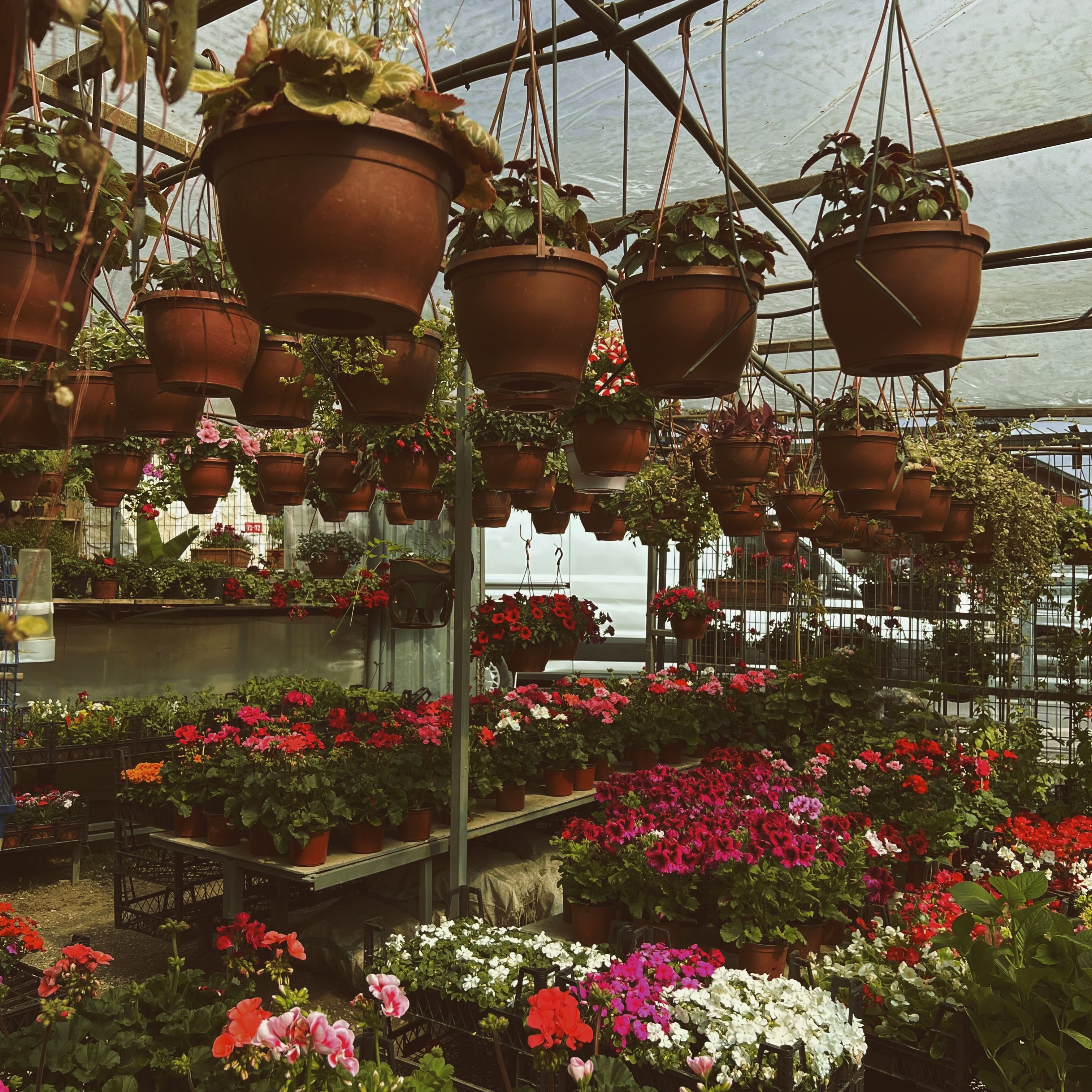 Potted Plants with Flowers on Table · Free Stock Photo