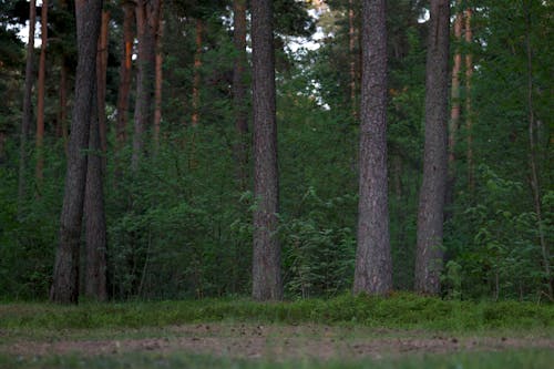 Безкоштовне стокове фото на тему «глибокий, дерева, зелений»