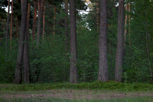 A serene view of dense pine trees and lush greenery in a forest.