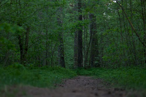 Path in a Forest 