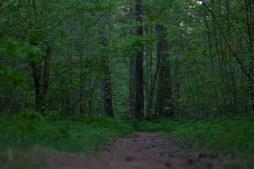 Gratis stockfoto met bladeren, Bos, groen