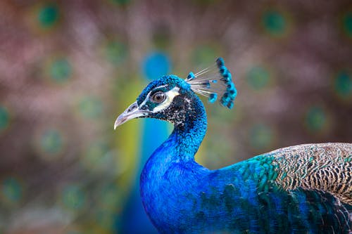 Portrait of a Blue Peacock 