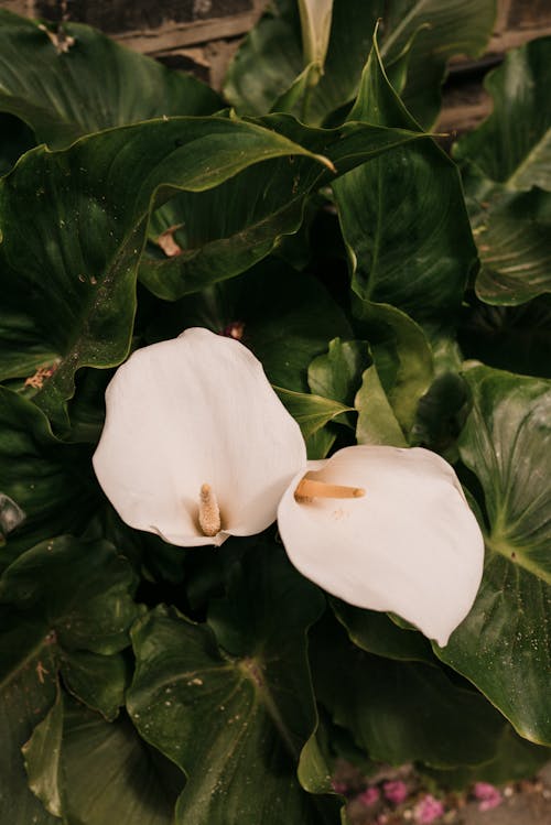 White Calla Lilies among Leaves