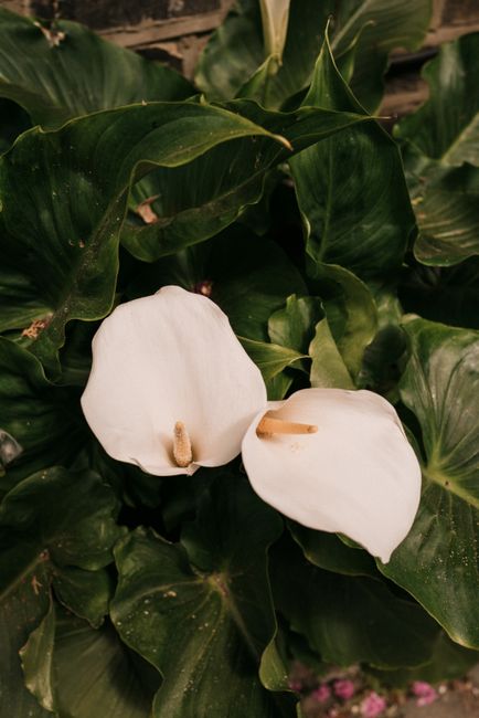 A vertical shot of elegant white calla lilies with lush green leaves in a garden setting.