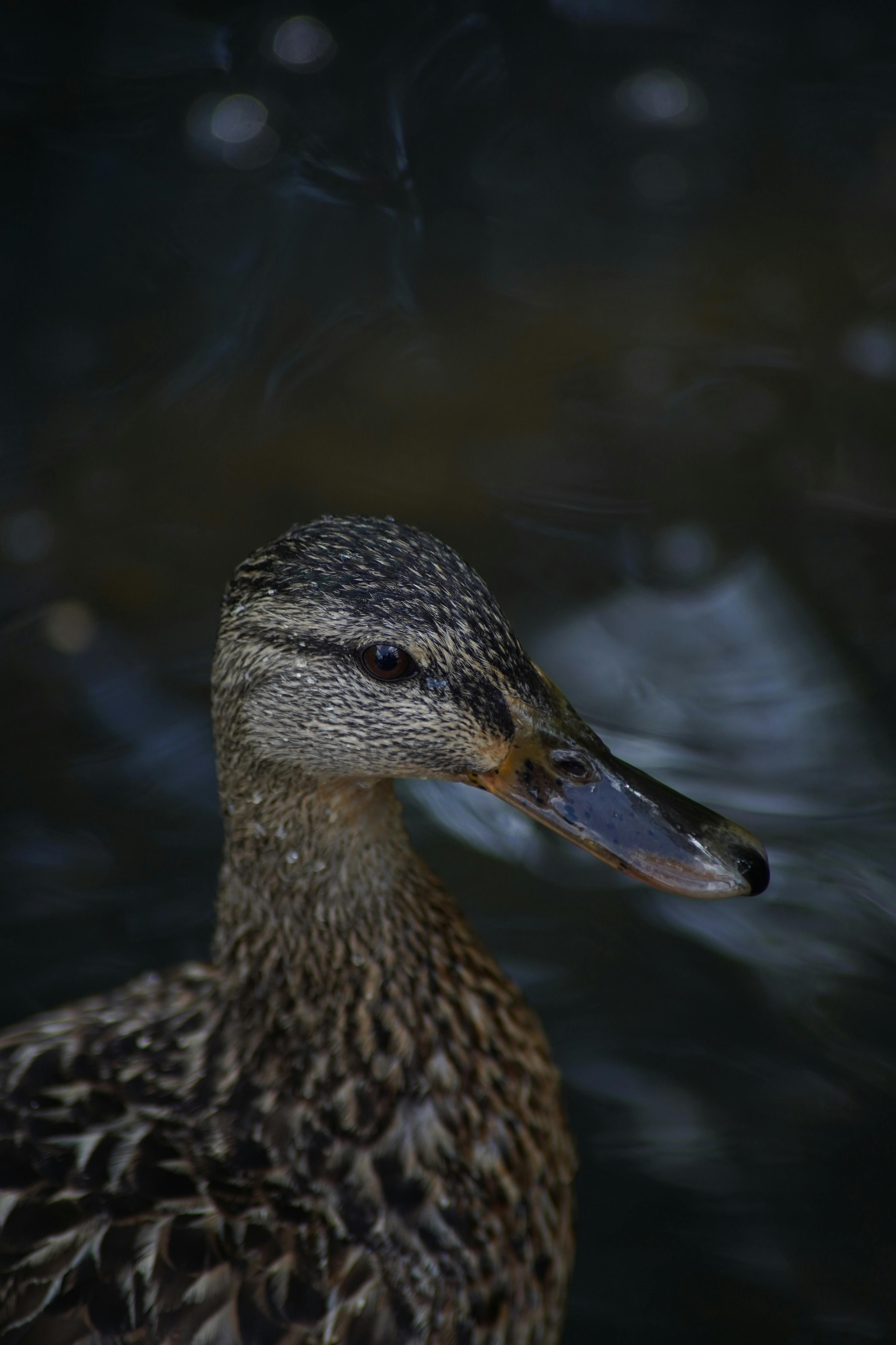 close up of duck head