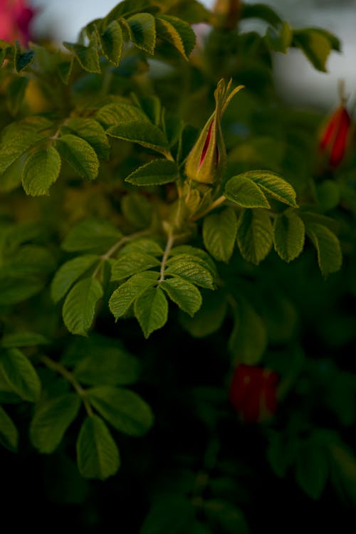꽃봉오리, 나뭇잎, 수직 쐈어의 무료 스톡 사진