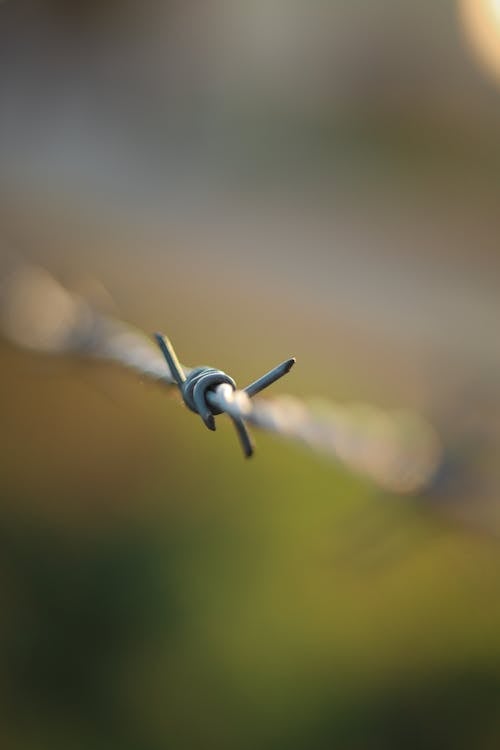 Spike of Barbed Wire