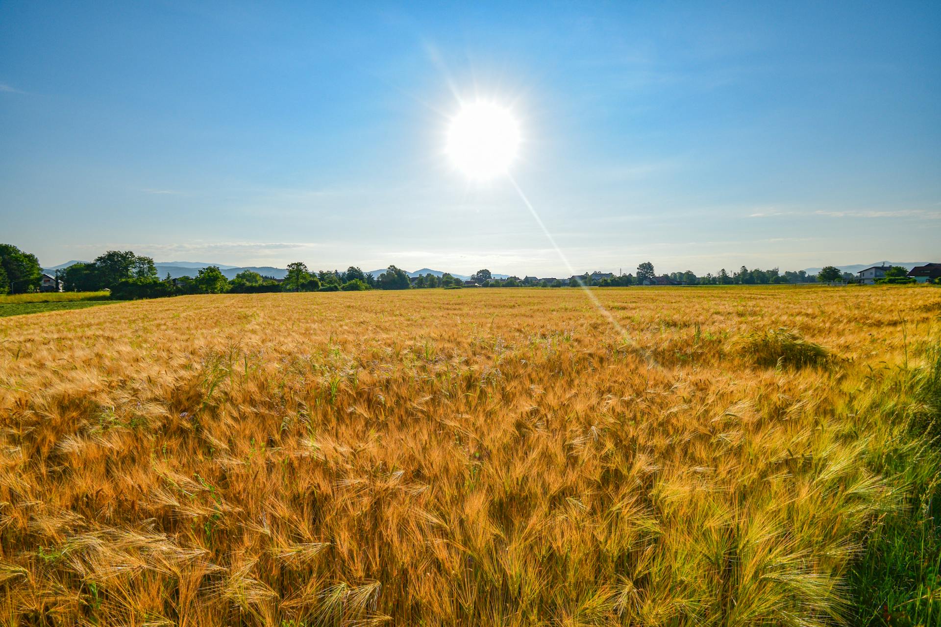 Field of Wheat in Summer