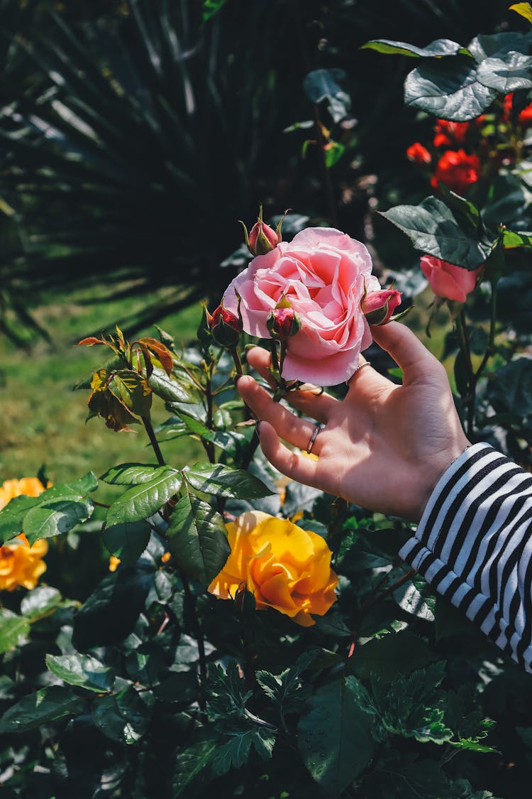 Woman Touching A Rose Flower In A Garden 