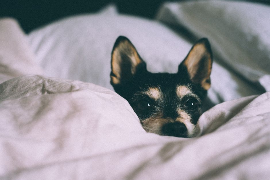 Close-up of a cute puppy nestled in a cozy white blanket indoors.