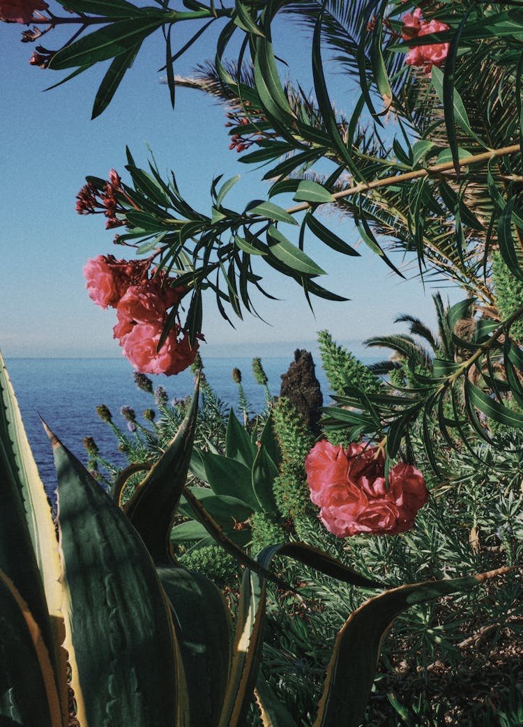 Pink Flowers And Tropical Vegetation On The Coast 