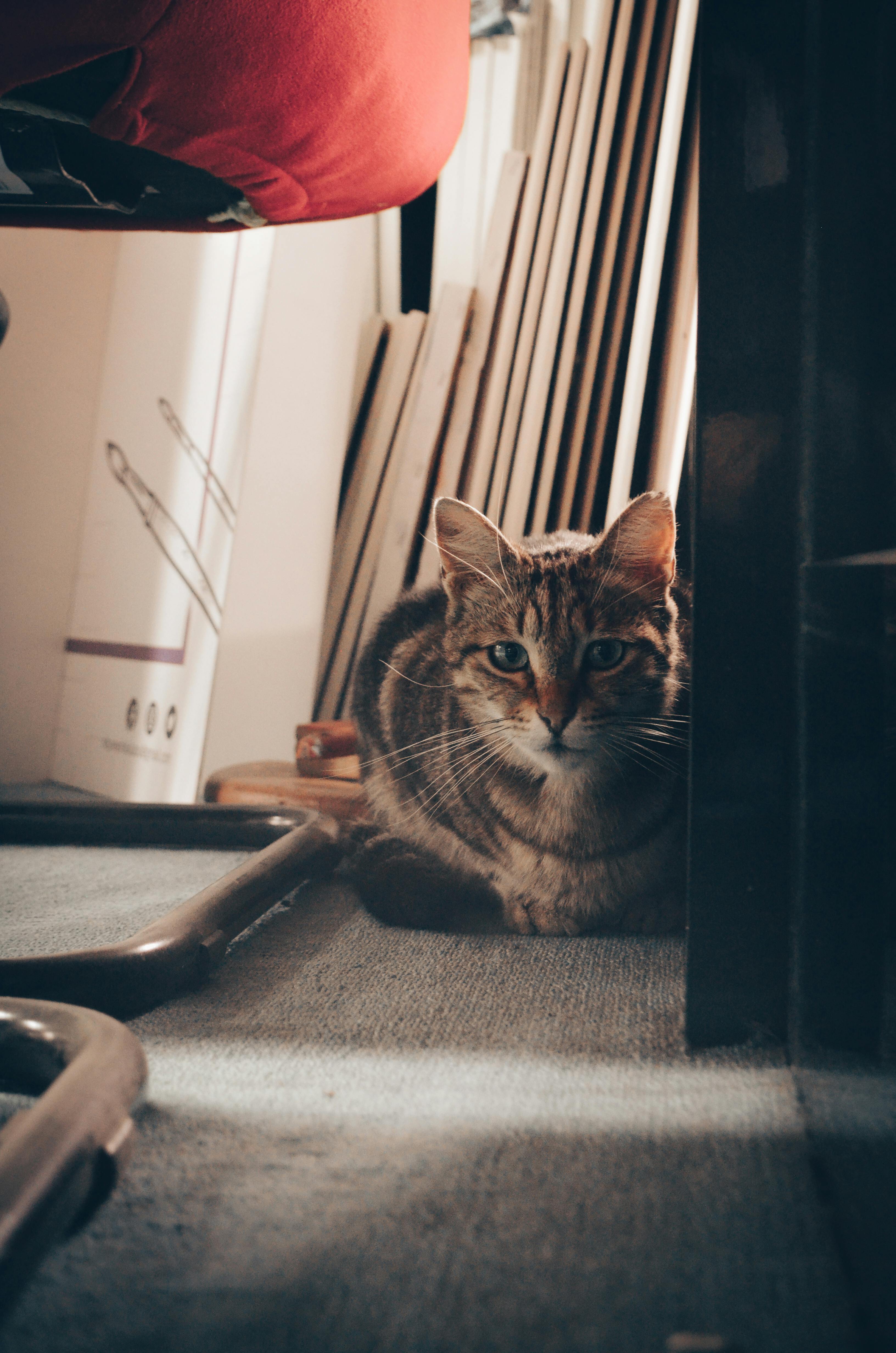 Gratuit Imagine de stoc gratuită din a închide, adorabil, animal Fotografie de stoc