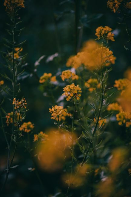 Close-up of vibrant yellow wildflowers in the German countryside during springtime.