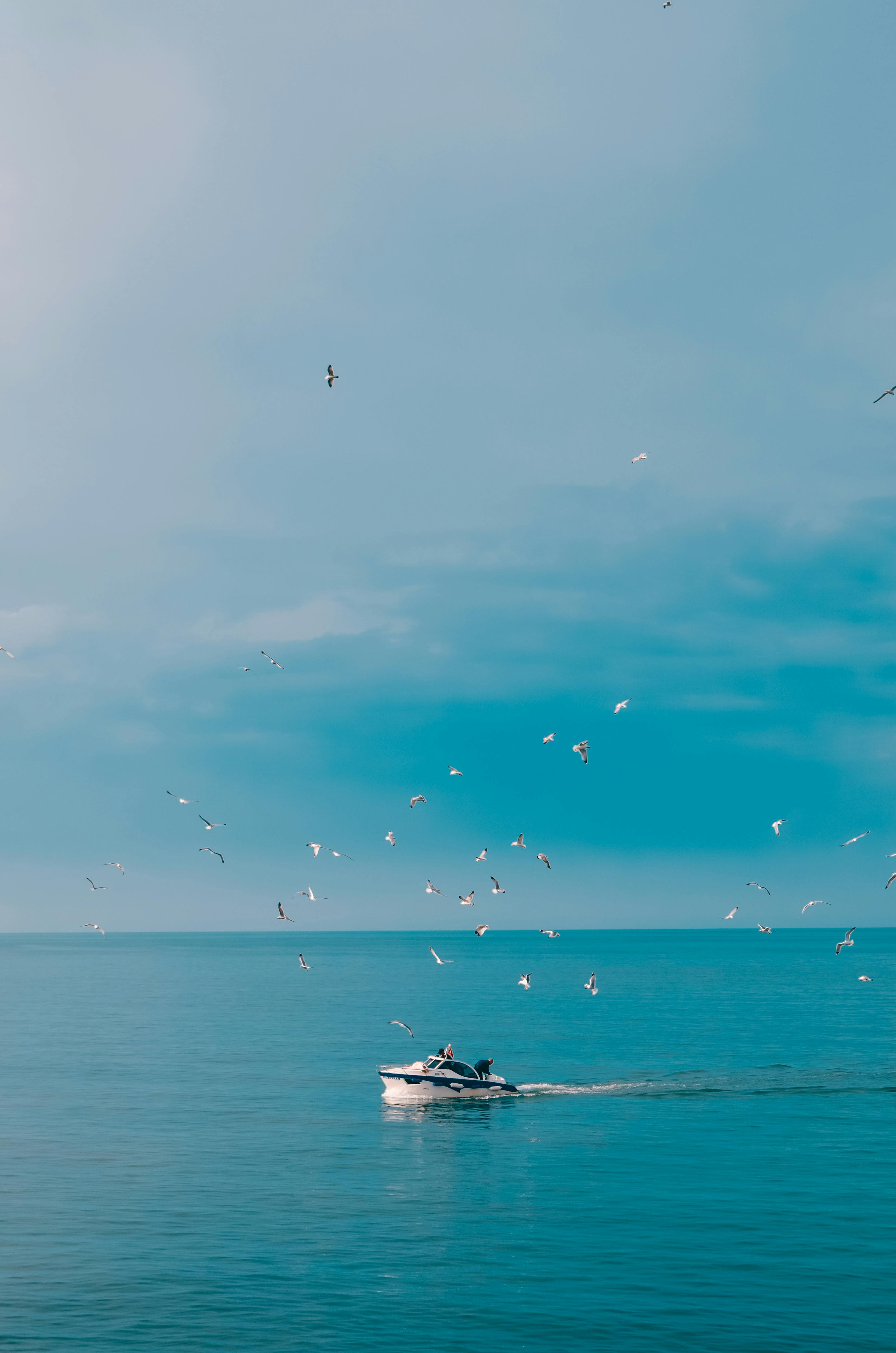 Free A serene view of a motorboat navigating calm summer waters surrounded by birds. Stock Photo