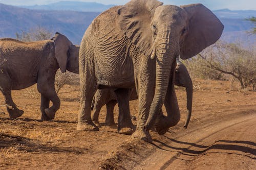 Immagine gratuita di animali, deserto, elefanti