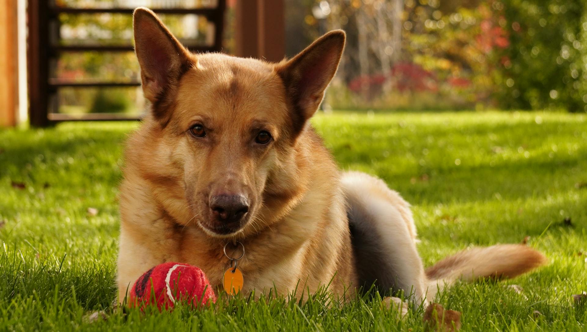 German Shepherd Dog Lying Down on Ground