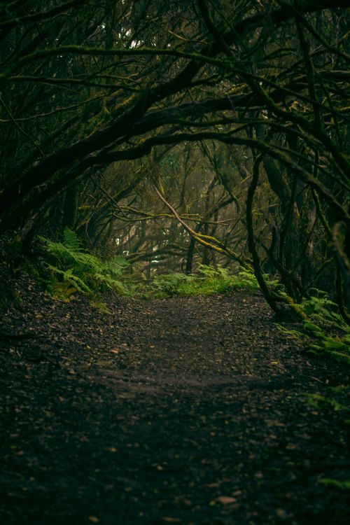 Free A mystical forest pathway in CN, Spain, surrounded by lush greenery and twisting branches. Stock Photo