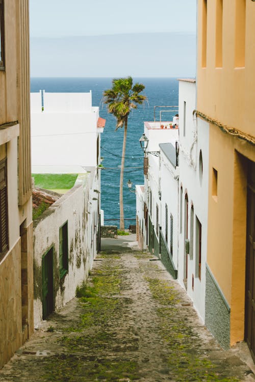 Free A Palm Tree between Houses on the Coast, Canary Islands Stock Photo