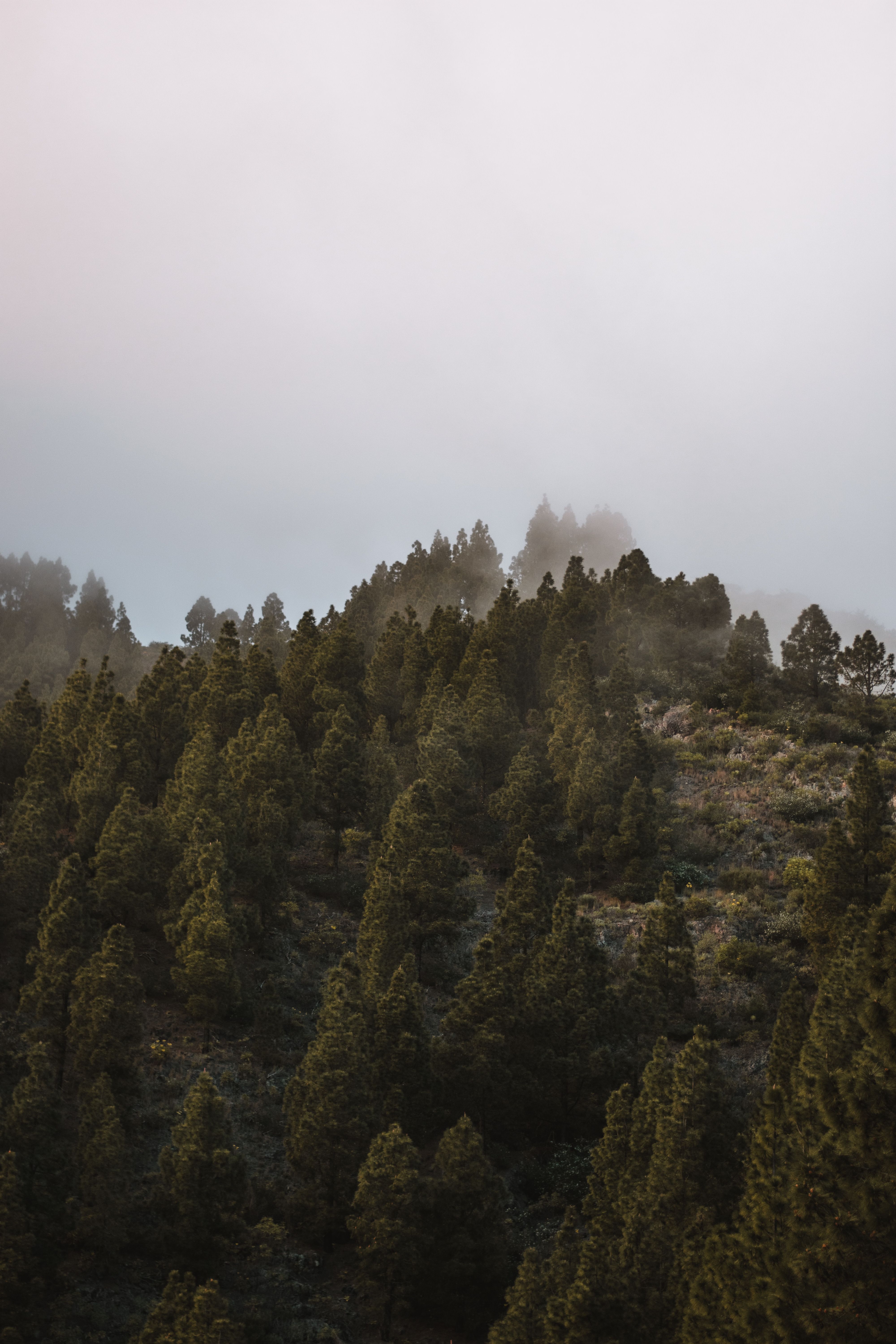 Aerial View of Trees on a Hill in Fog · Free Stock Photo