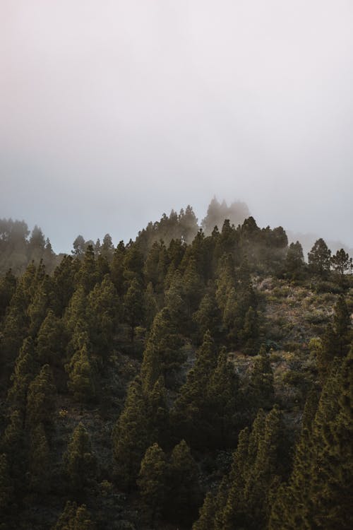 Aerial View of Trees on a Hill in Fog 