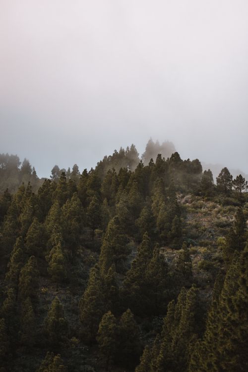 Free A serene view of misty forested hills in CN, Spain, capturing the essence of nature. Stock Photo