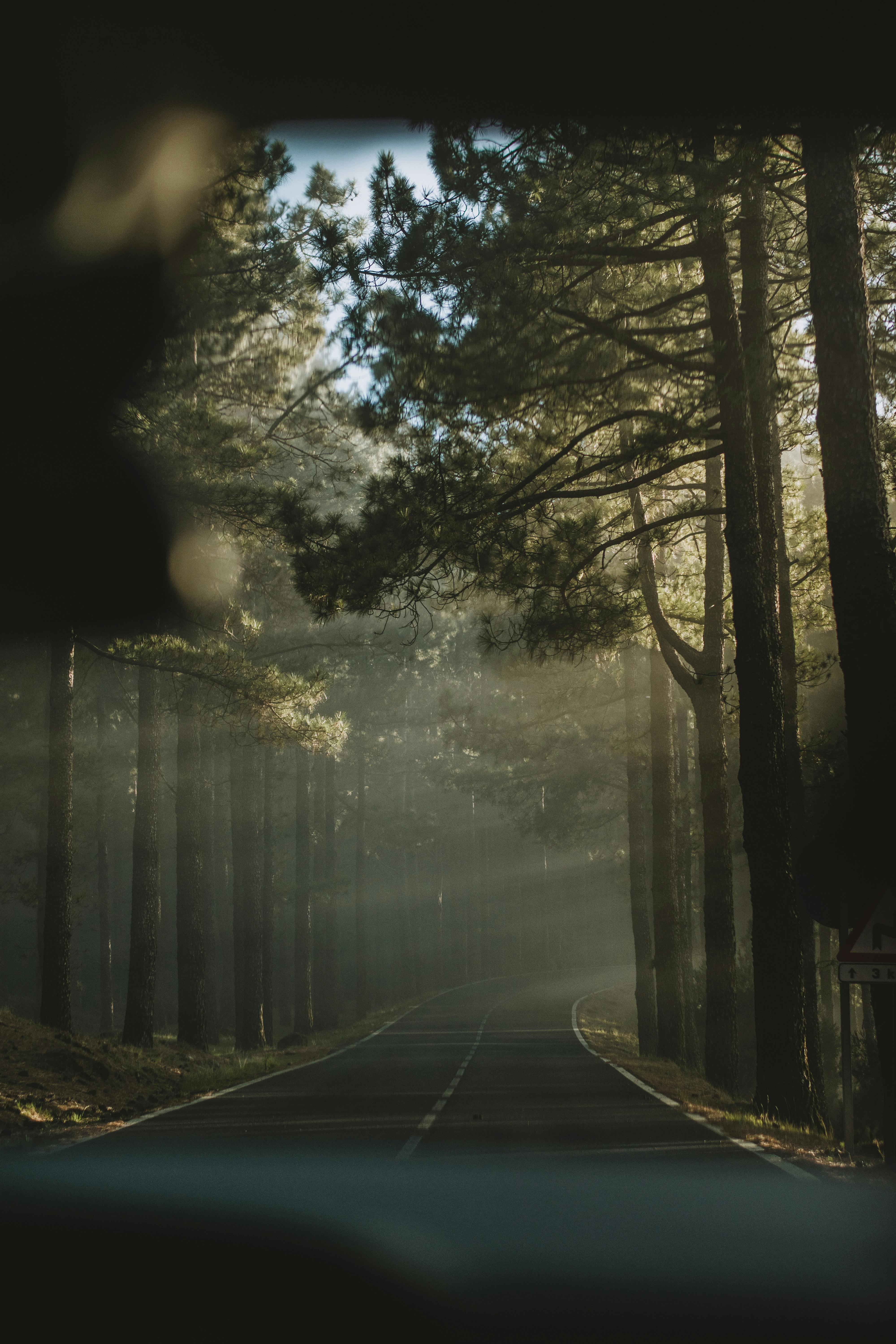 Sunlight streaming through pine trees along a scenic forest road in Spain's CN region.